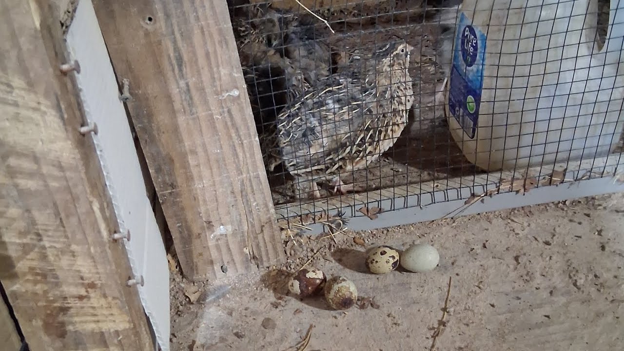 Encubando huevos de codorniz 
