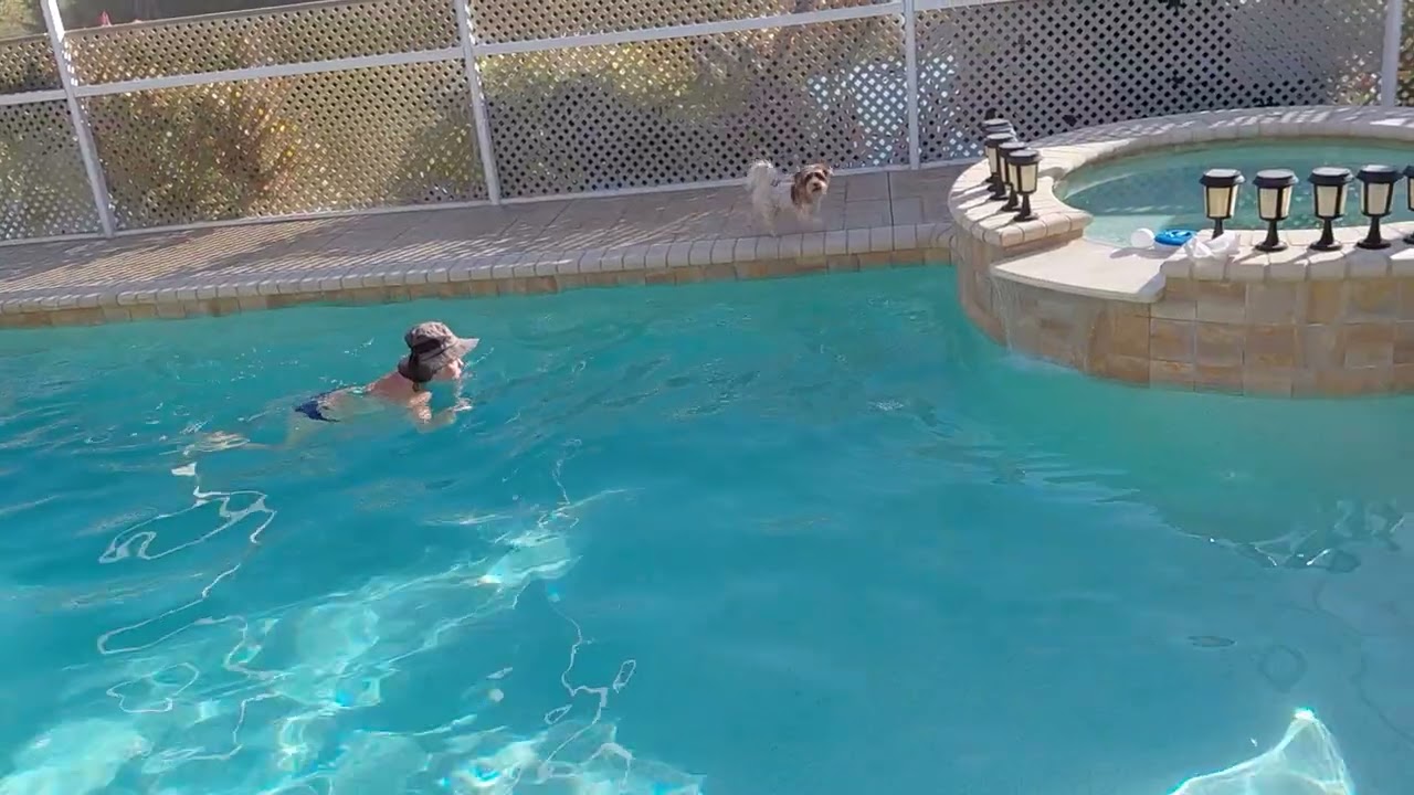 Little Tuffy protecting mom as she does laps in the pool.  He gets his exercize, 50 laps daily!
