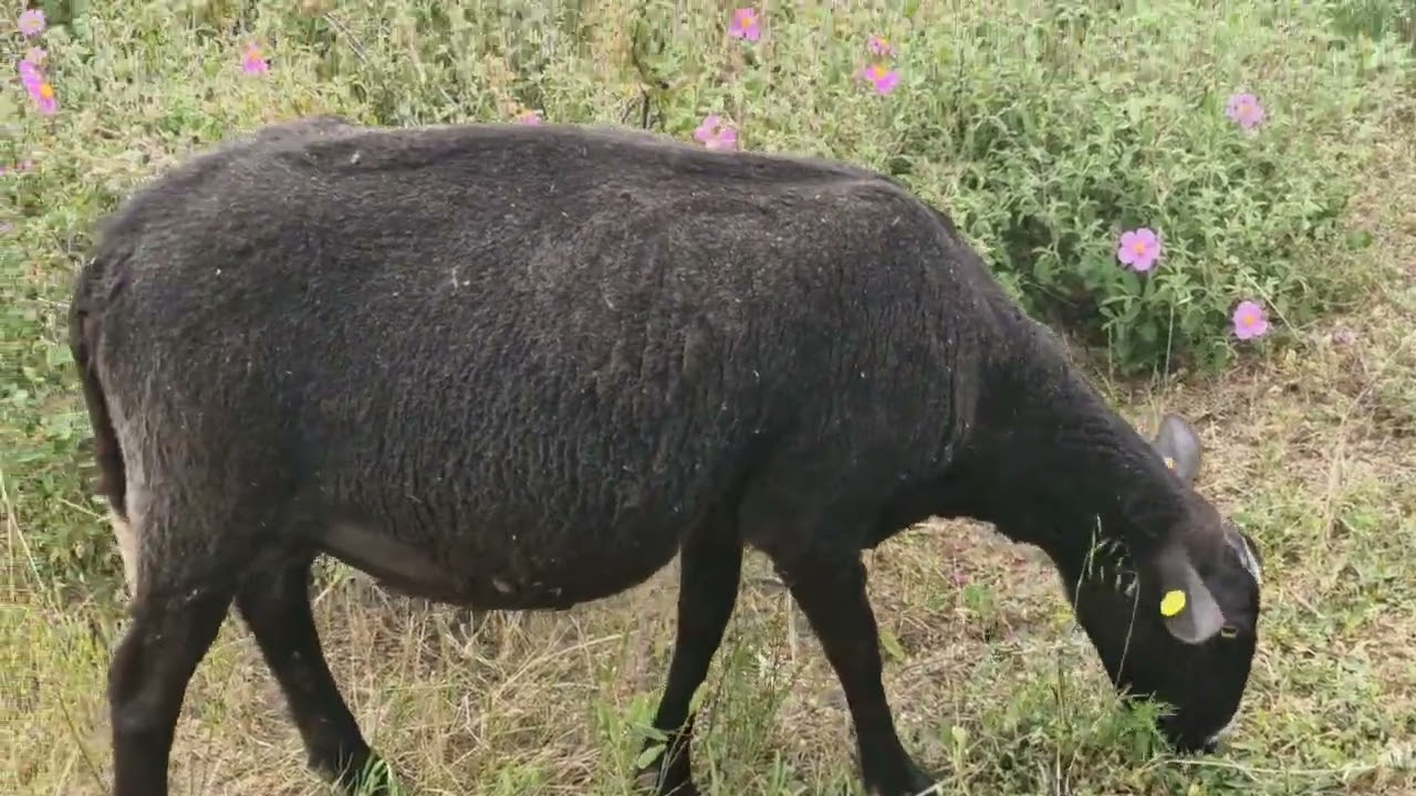 Zwartbles koyun kuzu hakkinda siz sorun ben cevapliyayim?