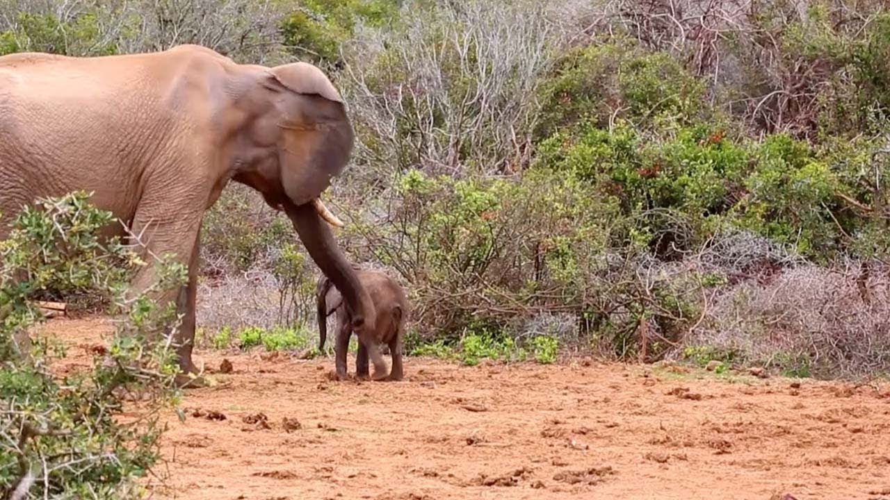 Elephant Hits Baby Calf With Trunk