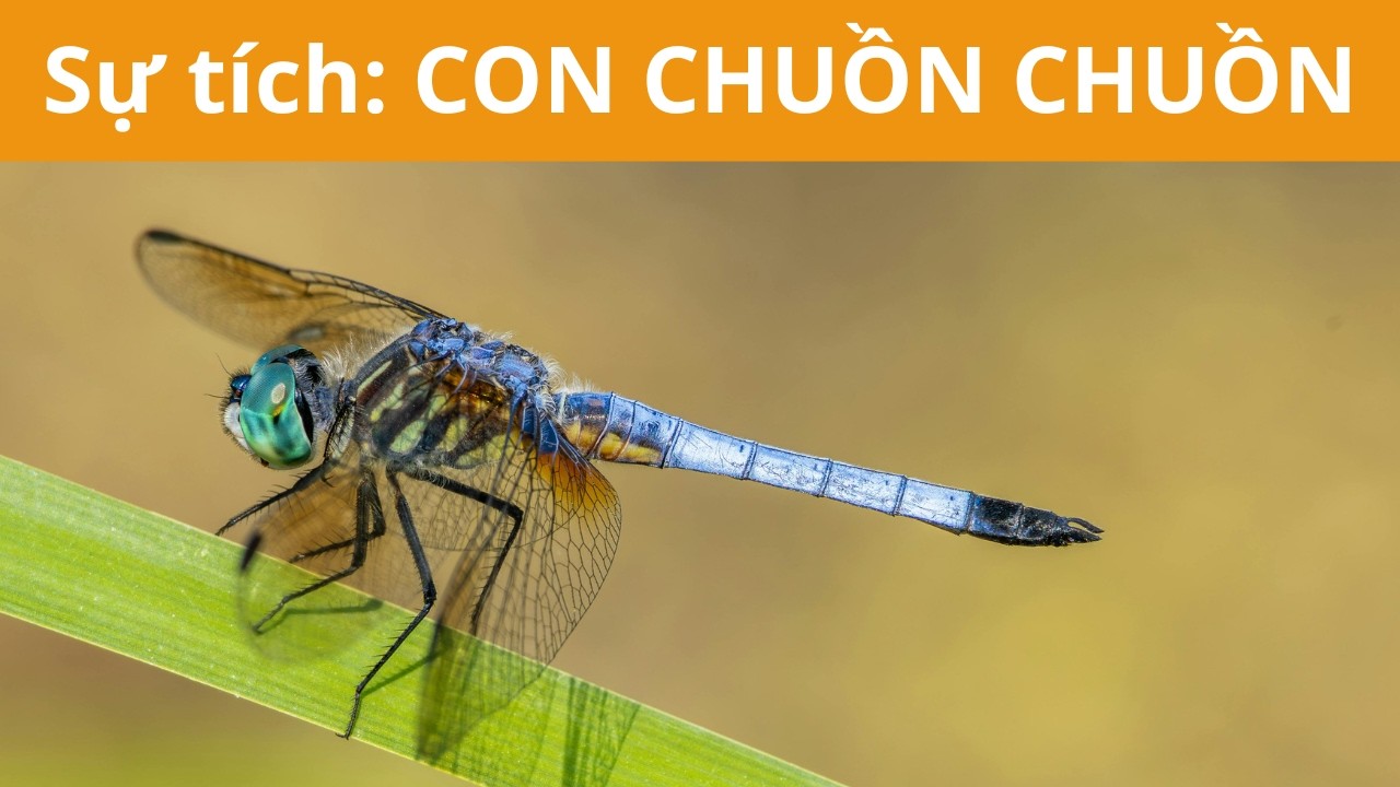 Sự tích: CON CHUỒN CHUỒN | Nghe truyện Cô Tiên