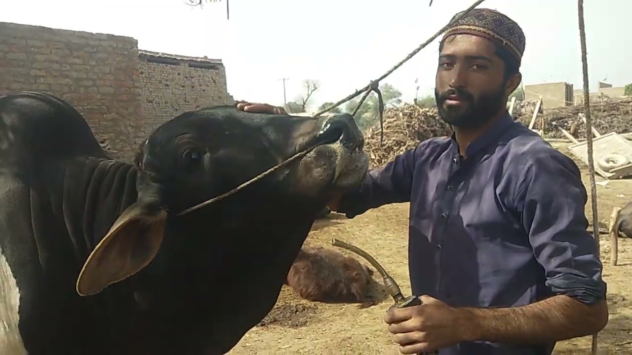 Deworming of Nilzan Plus is best How to Use