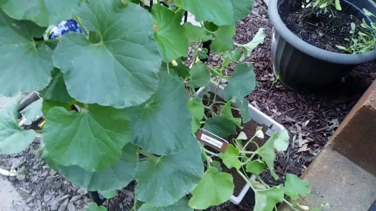 Zone 7 Garden Update July 8th, 2018