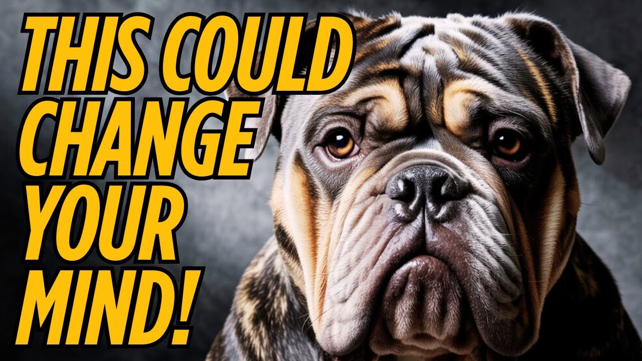 DON’T GET AN OLD ENGLISH BULLDOGGE UNTIL YOU SEE THIS! (OLDE ENGLISH BULLY SECRETS EXPOSED)
