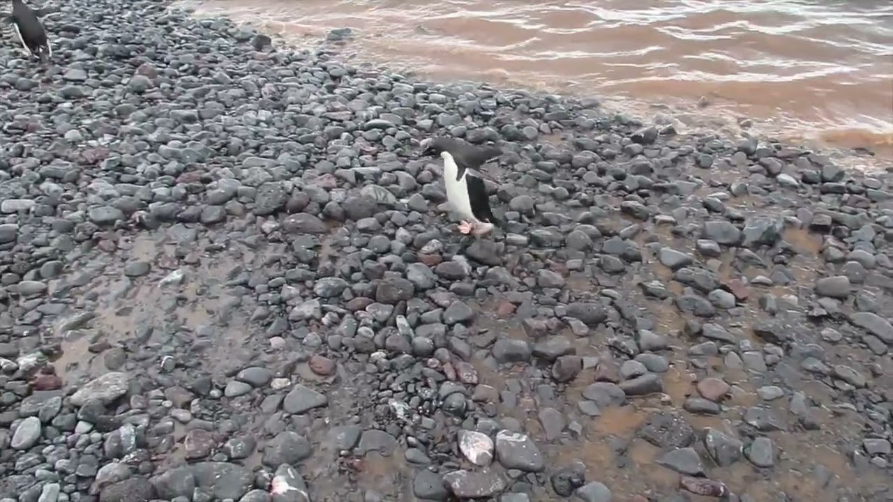 The South Shetland Islands - Paulet Island - Videos