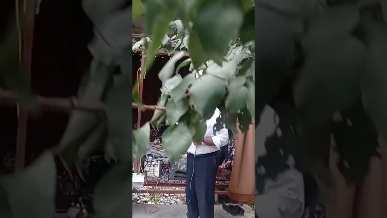 Неъматҷон Турсунов дар Карашмаи Ҳафткӯл 