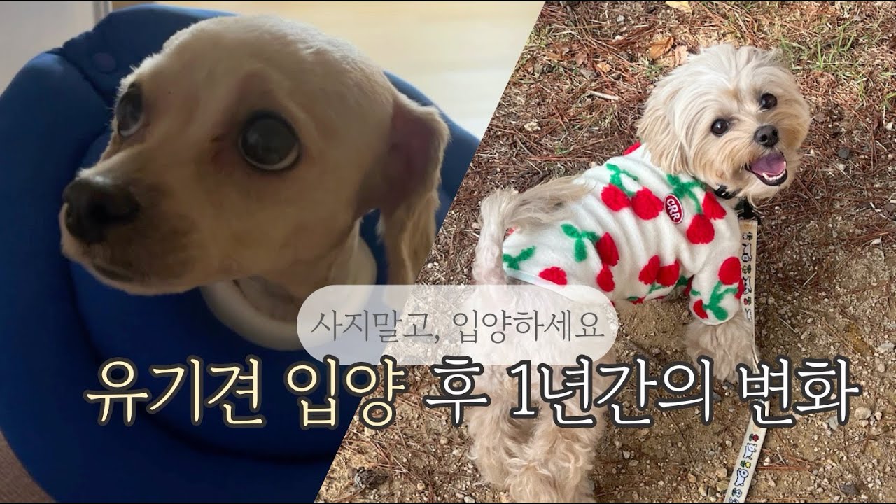 유기견 입양 후 1년간의 변화 / 주뗌므 입양 1주년을 기념하며..🎁