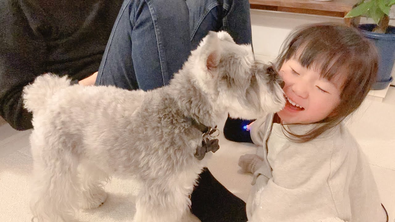 2歳娘の口からでる変な音がどうしても気になる犬【シュナウザージジトト】