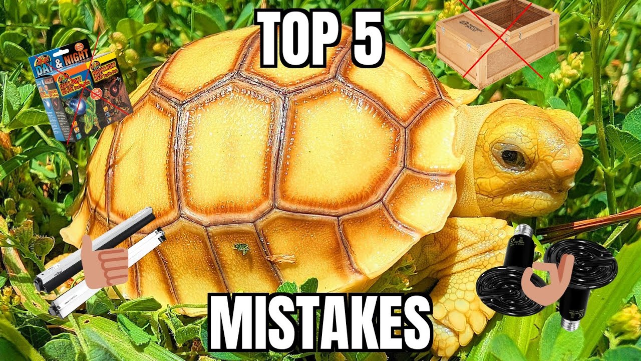 Top 5 Beginner Tortoise Mistakes (Sulcata Hatchling Edition)
