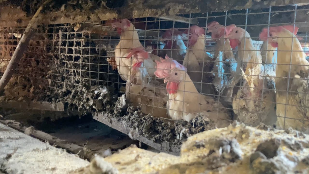 Mercy For Animals Uncovered Extreme Suffering at a Massive Brazilian Egg Farm.
