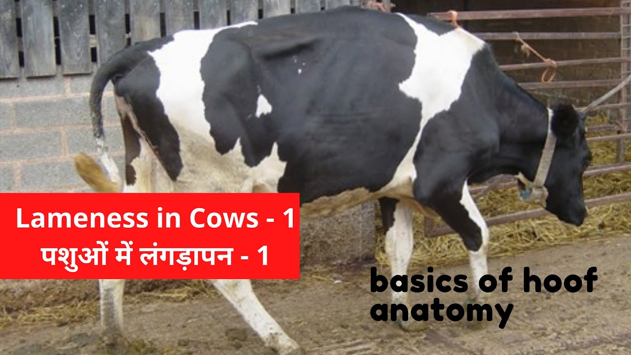 Lameness in Cows Part 1 | Structure & Anatomy of Hoof | पशुओं में लंगड़ेपन की समस्या