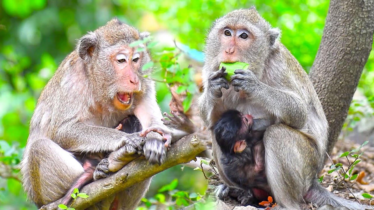 Mom hug newly baby monkey breastfeeding milk and checking | WS