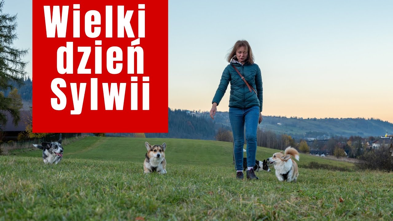 Wielki dzień Sylwii, czyli projekt, który zmieni nasze życie... i psów