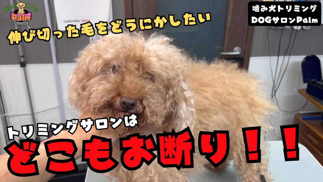 どうすれば...トリミングできない飼い主さんの悩み...