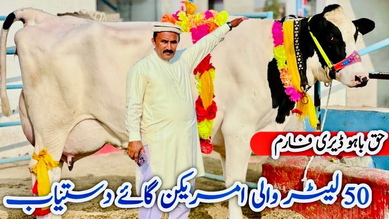 Heavy Imported & cross Cow 🐄💯 Big Milk Cow | Haq Bahoo Dairy 🔥
