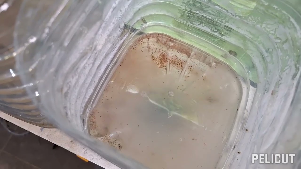 Alimento vivo para peces de acuario:Cultivo de daphnia o pulga de agua