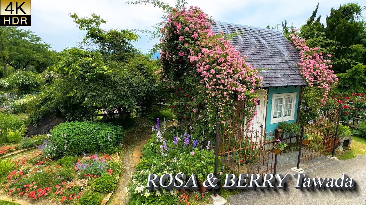 【4K HDR РОЗА】Rosa & Berry Tawada – Премия за выдающийся сад 2025