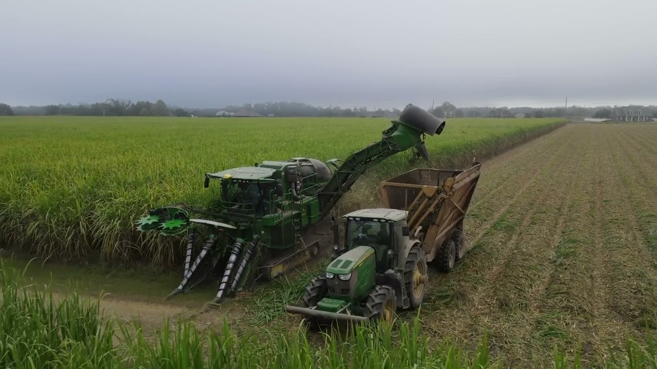 2022 Sugarcane Harvest   4K