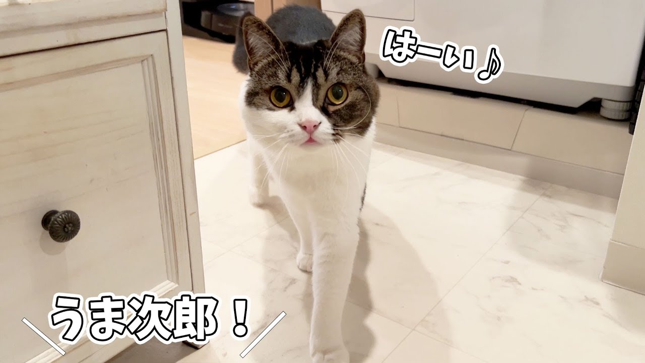 猫はどこで名前を呼んでも来てくれるのか試してみたら、まさかの結果に&hellip;