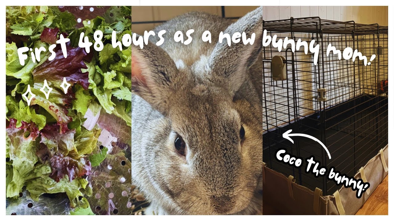 Finally Getting a Bunny at 31 Years Old 🤭 | Days in the Life of a New Bunny Mom! 🐰 