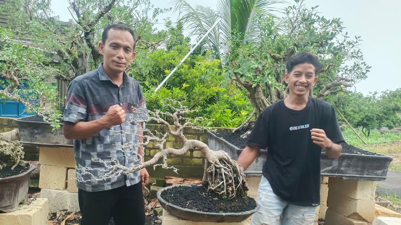 CEK HARGA BONSAI DI TEMPAT TERBARU JUMBO2 MAS ROY. 0831-6297-8268