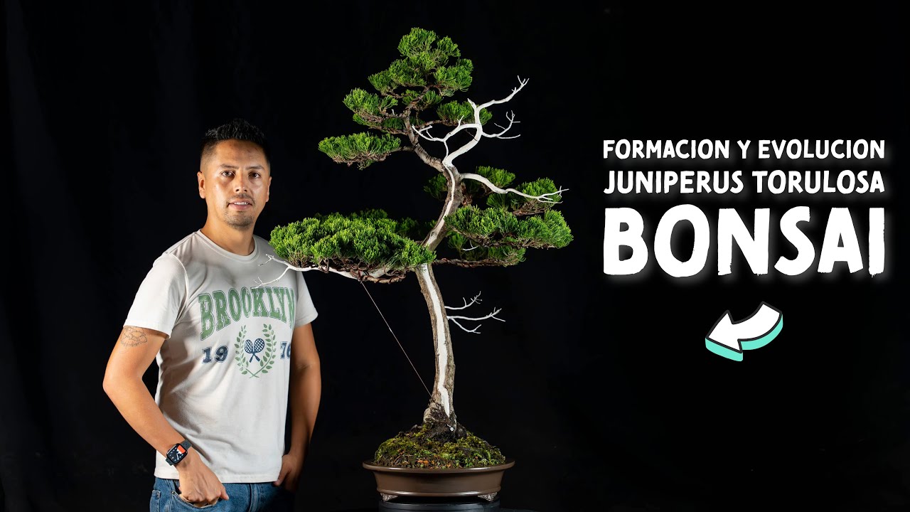 Proceso de Formación y Evolución de Juniperus Torulosa Bonsai