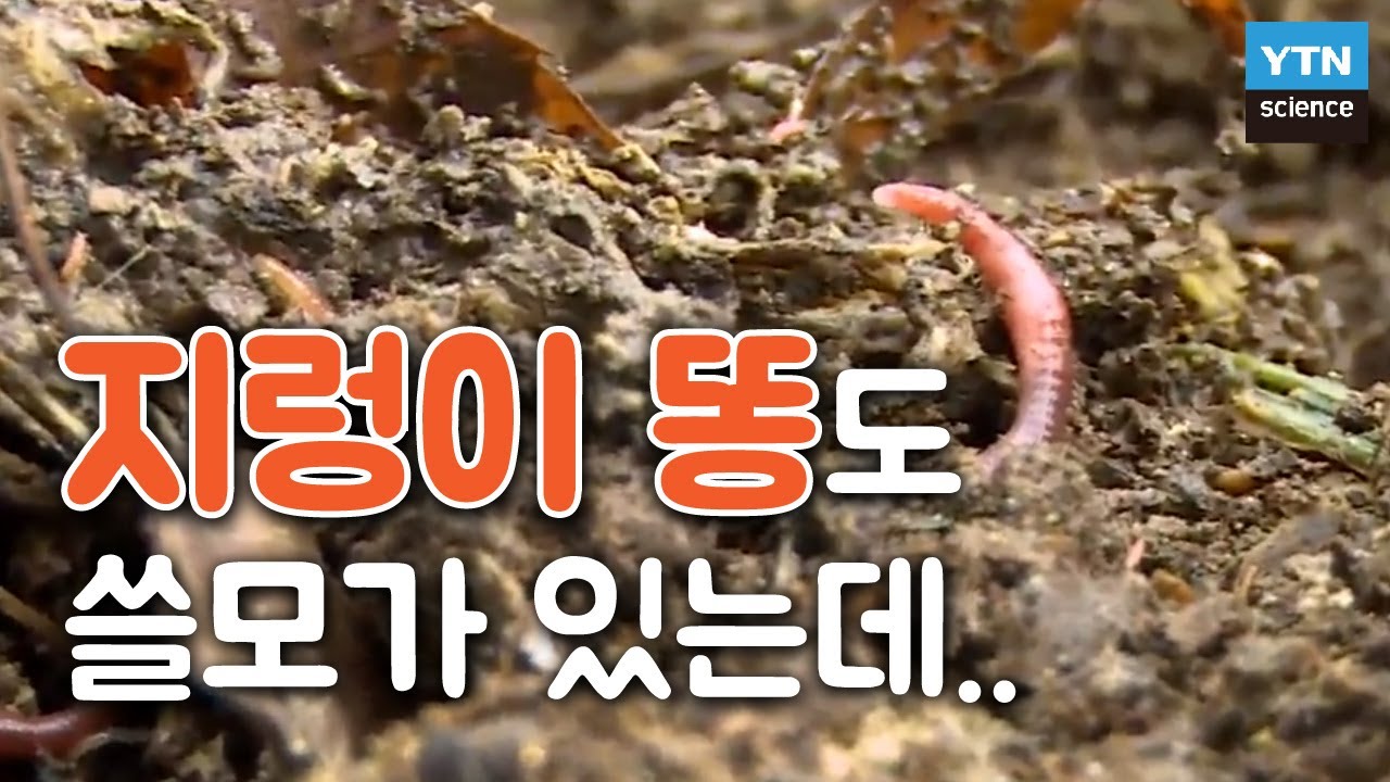 누가 요즘 화학비료 씀? 농사의 요정 ‘지렁이’ /YTN 사이언스