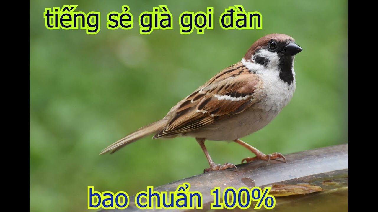 Tiếng Chim Sẻ Gi&agrave; Gọi Đ&agrave;n L&agrave; Đến ! | Tiếng Chim Sẻ | Bao Chuẩn 100%