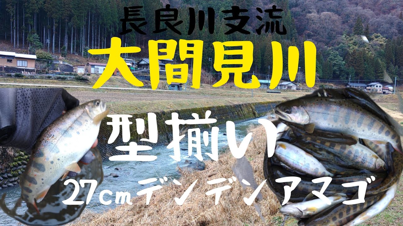 長良川支流大間見川。27cmデンデンアマゴ筆頭に良型揃い‼️