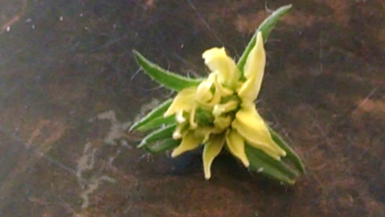 Tomato flower structure
