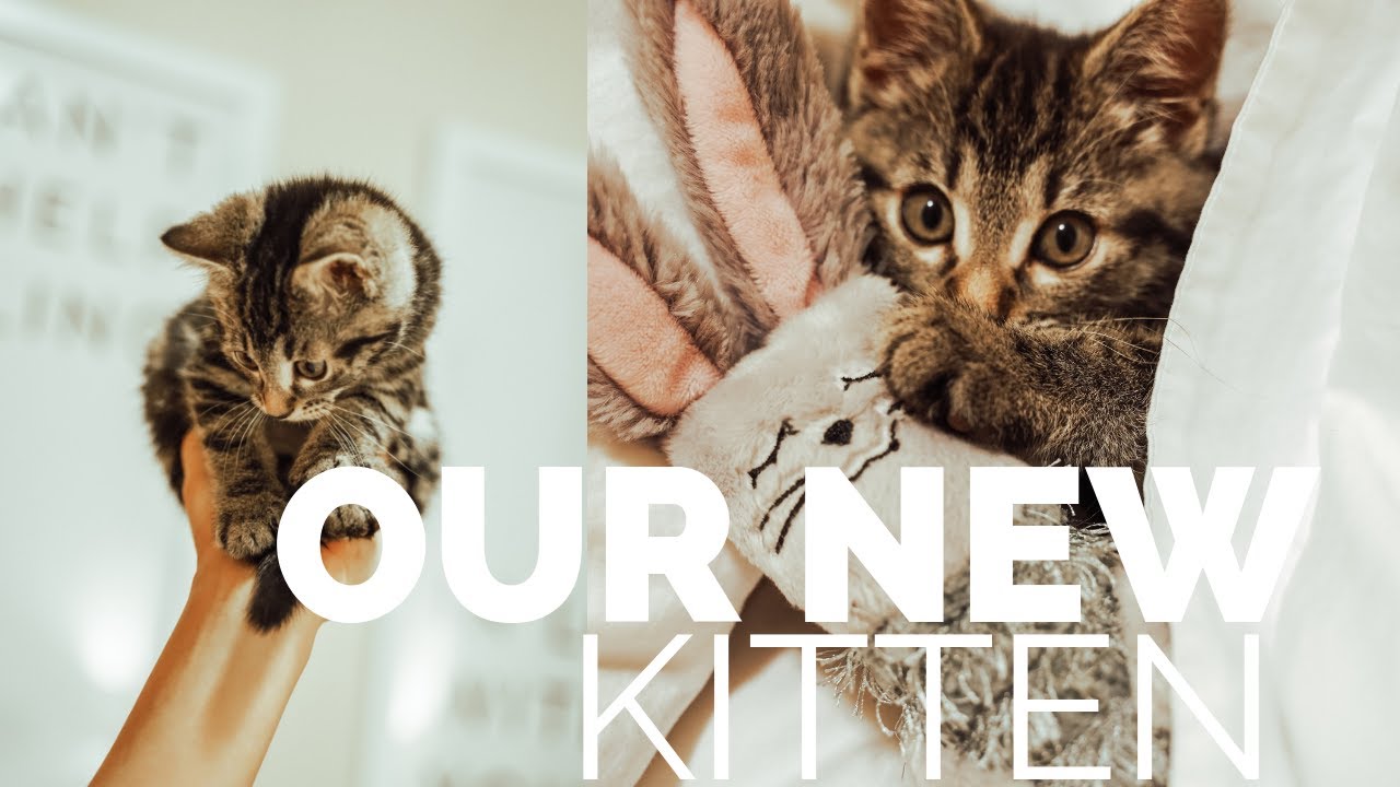BRINGING HOME OUR KITTEN | ADOPTING CAT | HEATHER FERN