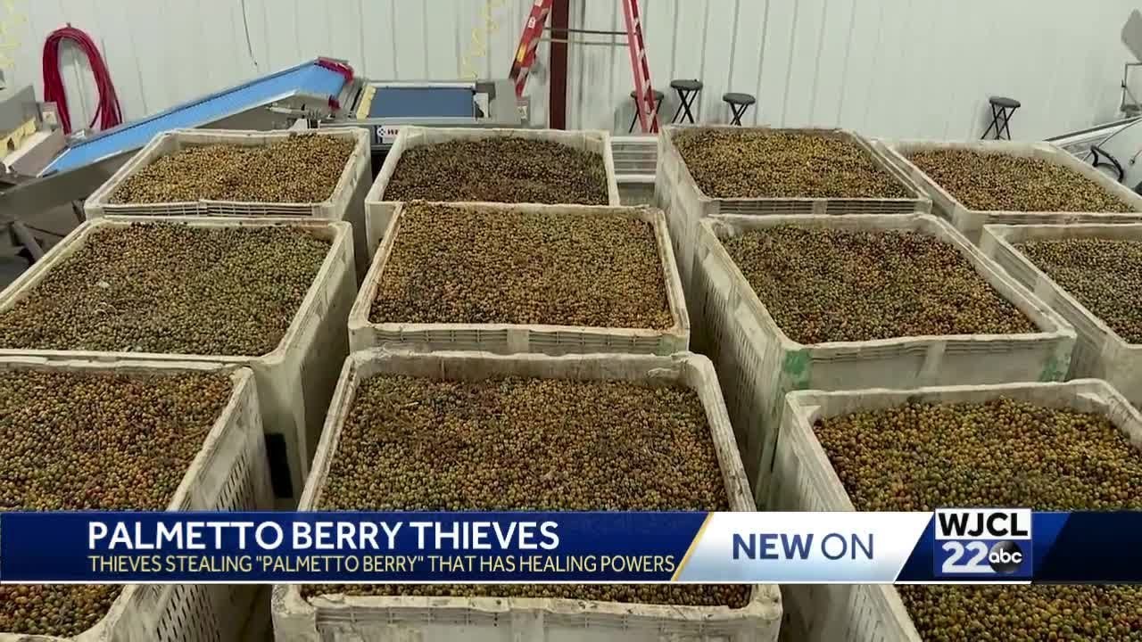 New law combats saw palmetto berry theft