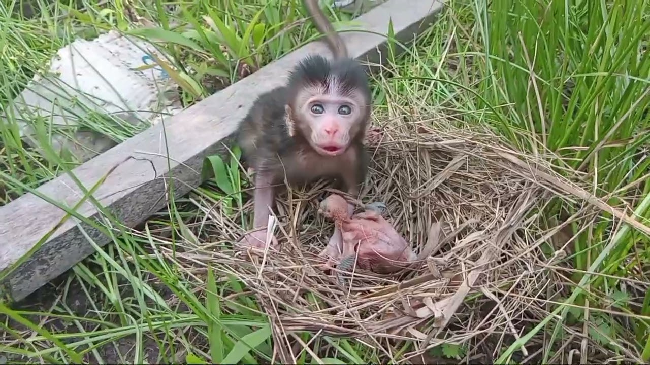 gadis kecil anak kera menjaga anak burung bayi