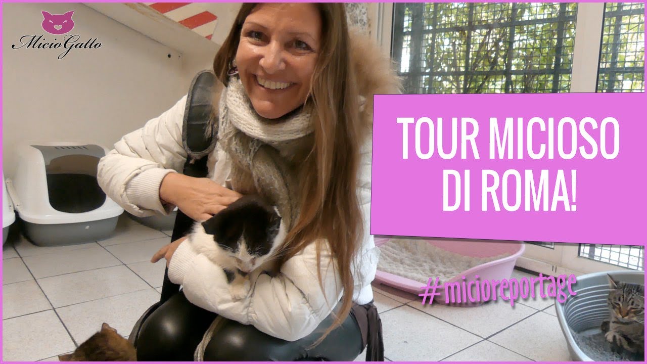 Tour micioso di Roma del 8 dicembre 2019