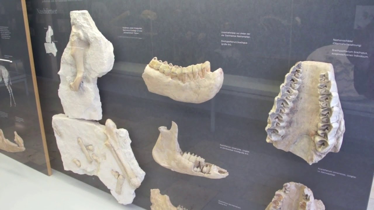 Ausstellung: Steinheimer Meteorit hinter Panzerglas