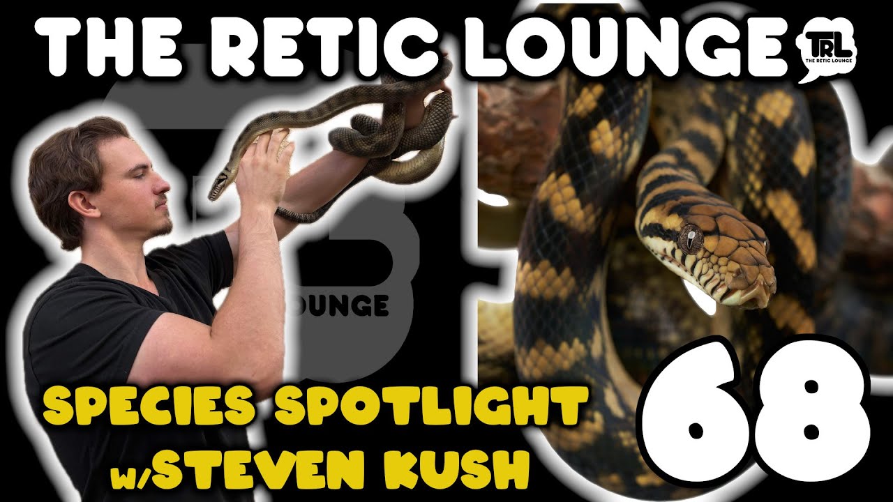 Species Spotlight Scrub Pythons | Steven Kush | The Retic Lounge #68