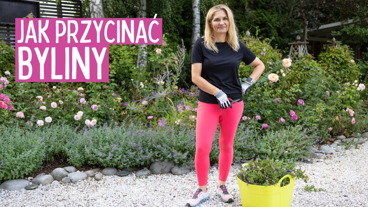 Letnie Cięcie Lawendy, Szałwii i Bylin | Leniwa Niedziela #lawendy #byliny #szałwie