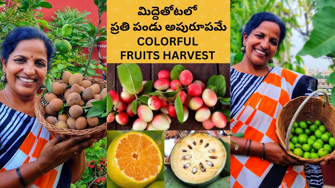 మిద్దెతోటలో ప్రతి పండు అపురూపమే ❤ COLORFUL FRUITS HARVEST  #terracegarden #fruits #harvest