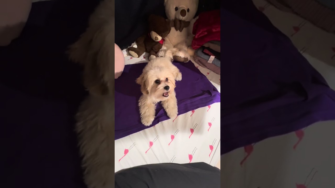 First trick 🥰🐶🐾🌸💕 Disclaimer: nocopyrightinfringementintendedmusicbelongstotherightfulowner