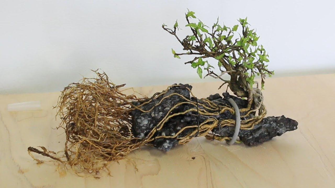 6号超浅駄温鉢を作る　石付き匂い楓