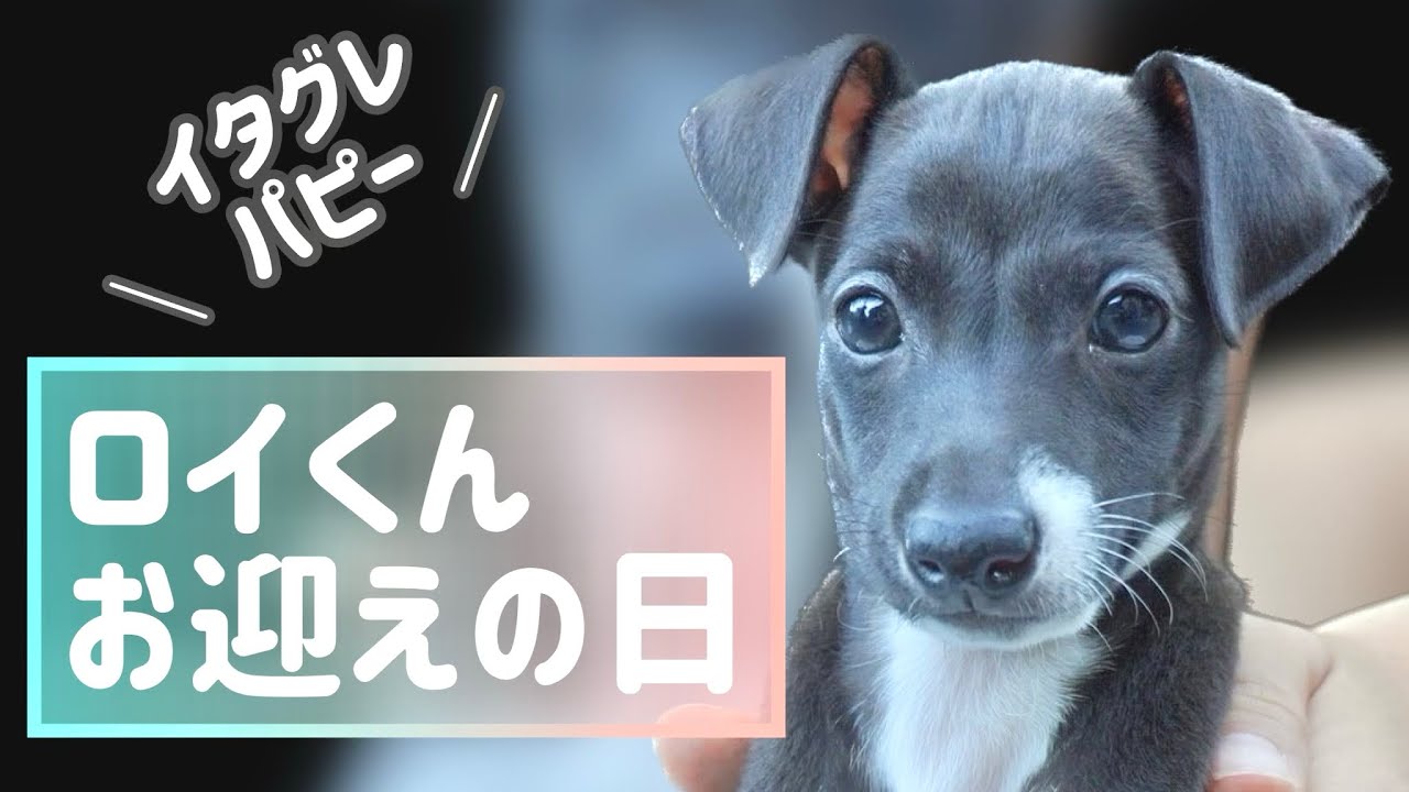 【イタグレ】末っ子ロイのお迎えの日