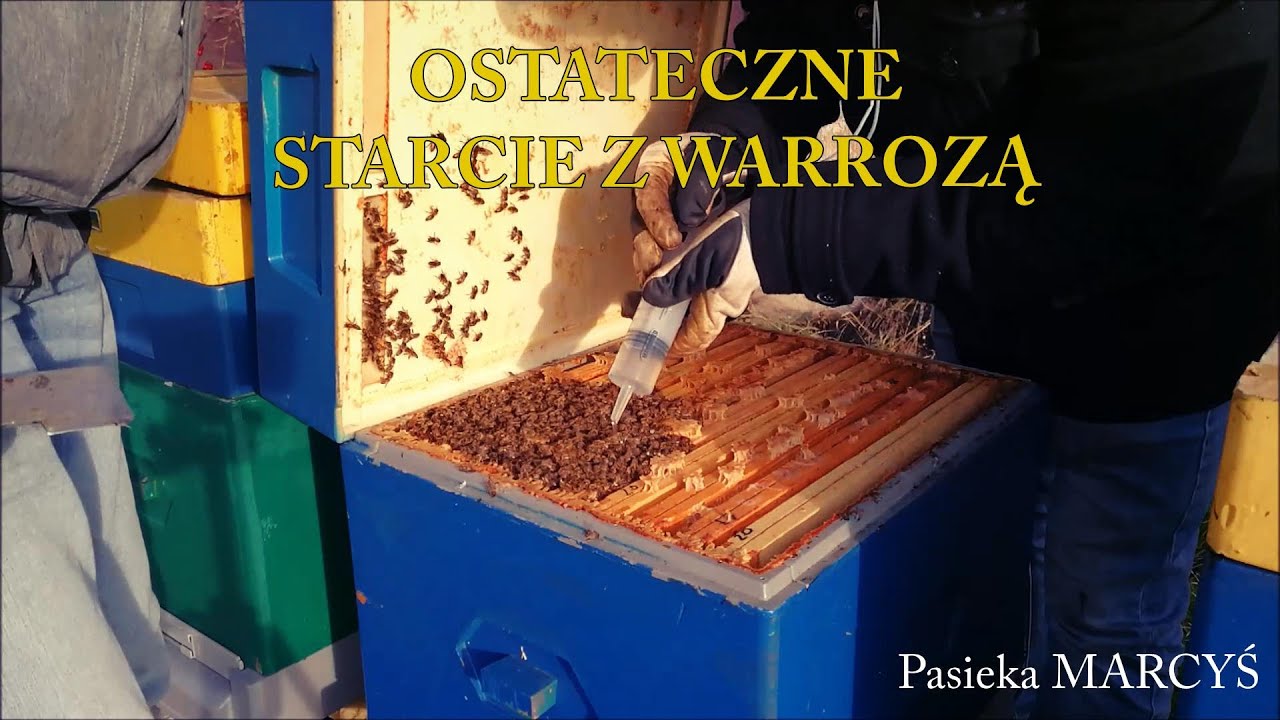 Ostateczne starcie z warrozą. Kwas szczawiowy 2020.