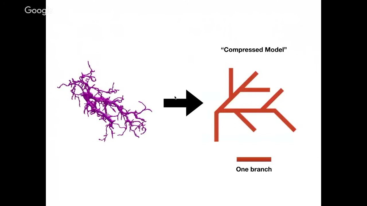 Dynamical Modeling of Extracted Connectomes