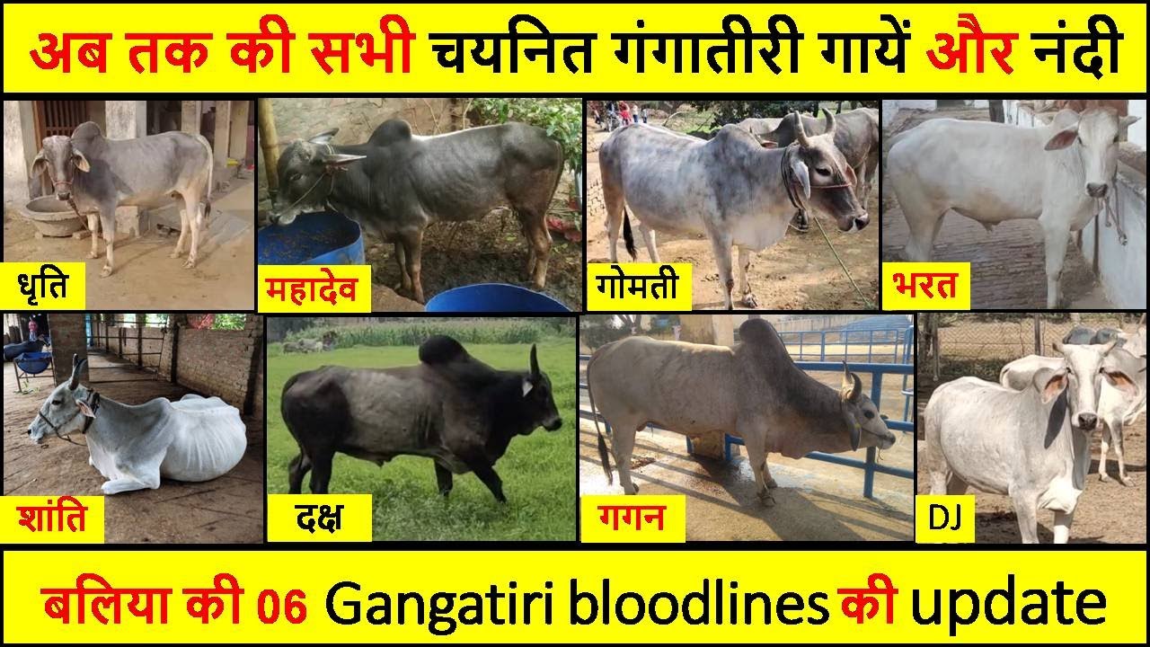 गंगातीरी गाय || अब तक की सभी चयनित गंगातीरी गायें एवं नन्दियों का विवरण || Gangatiri Cow