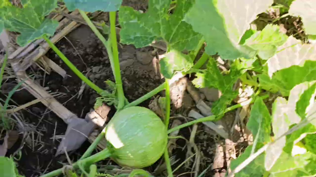 Les mostramos nuestro cultivo de ayote y mostramos como se busca y se cortan 