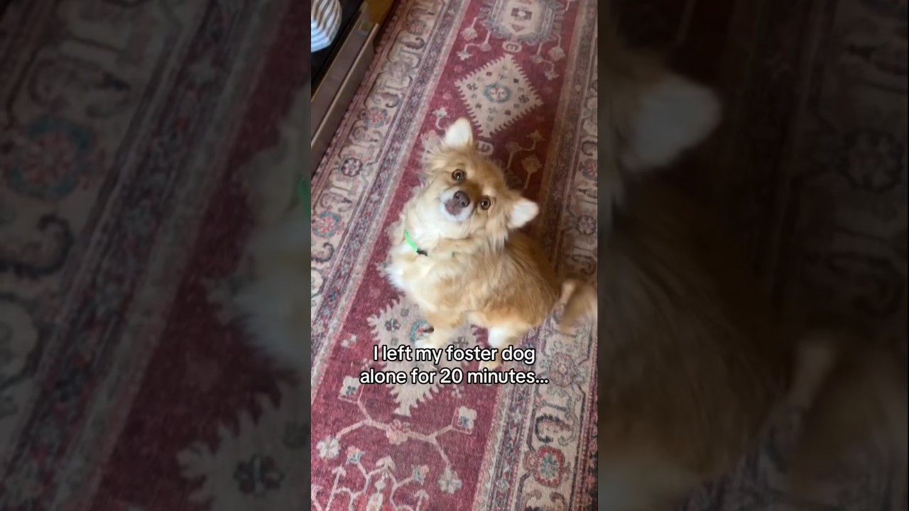 Думаете, она сожалеет? 🐶😂 @muddypawsrescuenyc #приемнаясобака #приютбездомныхживотных