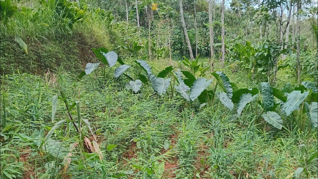 Kondisi tanaman jahe yang di tumpangsaru dengan talas pratama