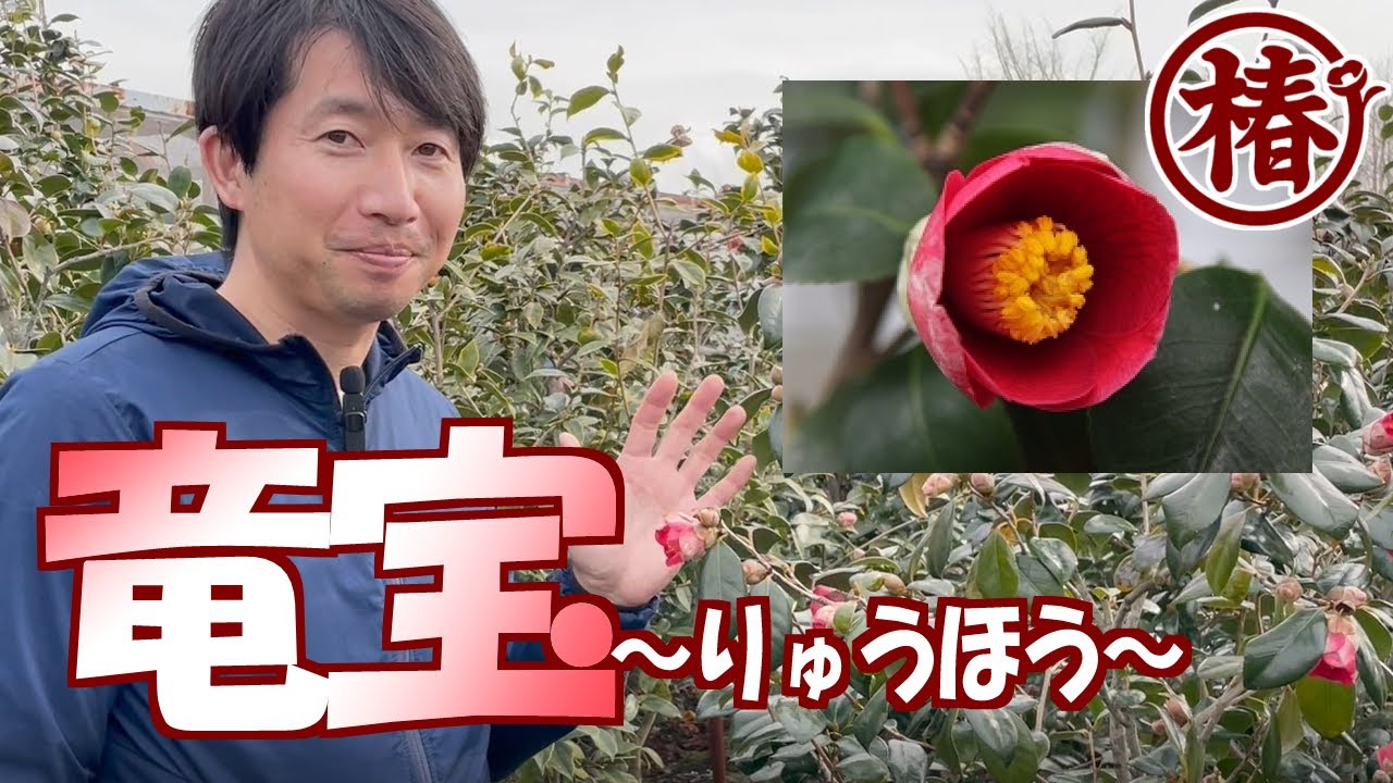 椿の開花速報【竜宝・りゅうほう】真っ赤な椿をお探しの方はこの花をおススメしています♪