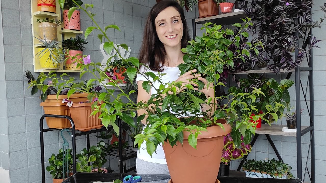 BEGONVİL Nasıl BUDANMALI😉SAKSIDA Begonvil Bakımı.Kışa Hazırlık.Begonvilim İkinci Kez Çiçeklendi🤗