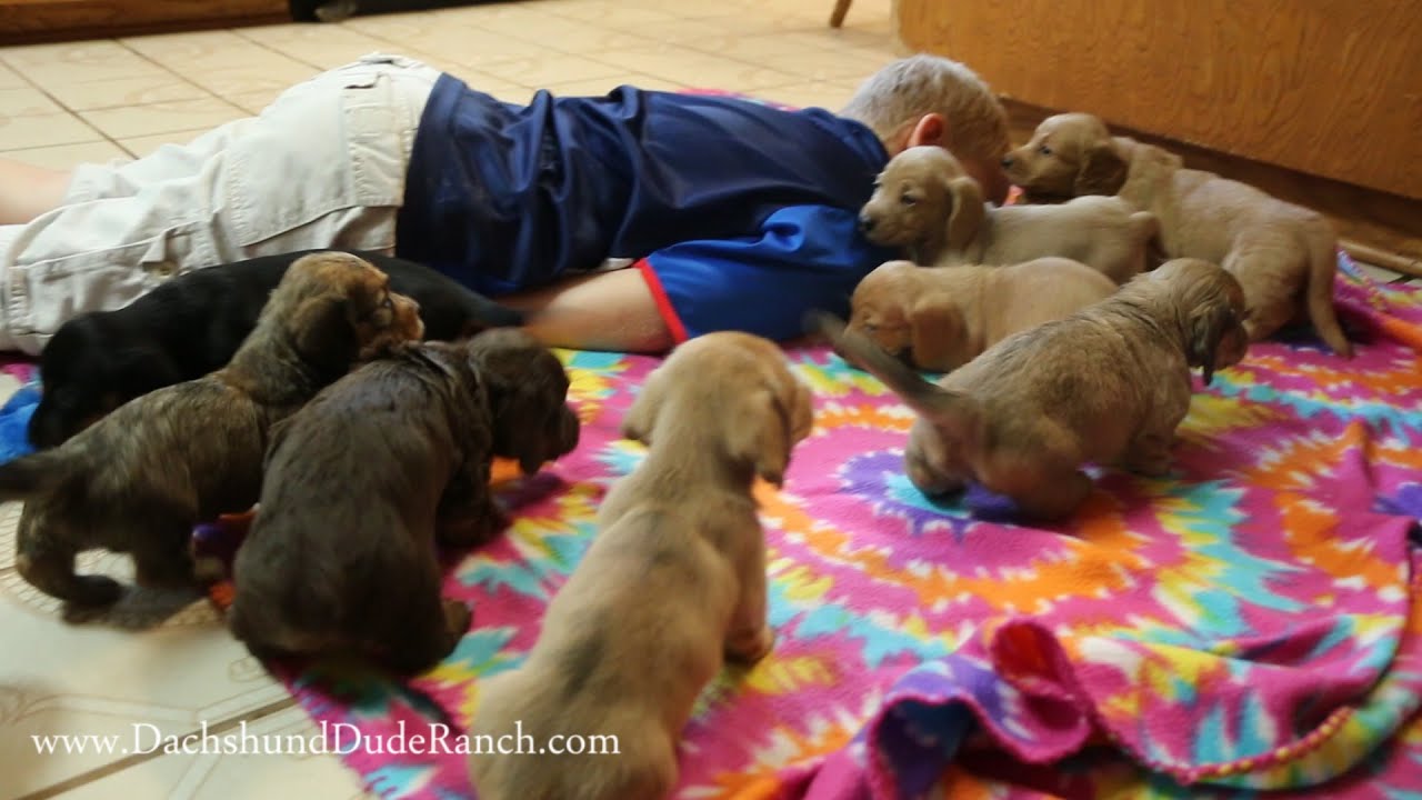 The CUTEST *Mini Dachshund* puppy video EVER!